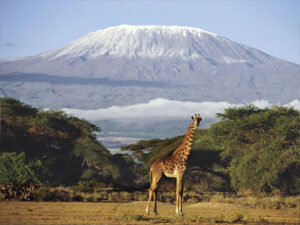 kilimanjaro giraffe