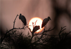 Three Storks
